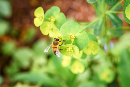 European honey bee on spring flowers during spring in Paris, France. Taken by closeup photography or macro photography with blurry background or shallow DOF.