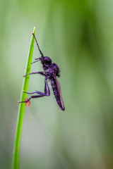 Great black wasp holding to the grass. Family: Sphecidae (thread-waisted wasps) in the order Hymenoptera (ants, bees, wasps).  Undergoes complete metamorphosis through egg, larva, pupa, and adult.