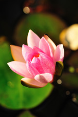 Water lily. Close up of a pink water lily against blurred background.