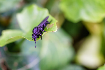 Great black wasp holding to the grass. Family: Sphecidae (thread-waisted wasps) in the order Hymenoptera (ants, bees, wasps).  Undergoes complete metamorphosis through egg, larva, pupa, and adult.