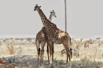 Obraz na płótnie Canvas Giraffe in Ruaha National Park, Tanzania