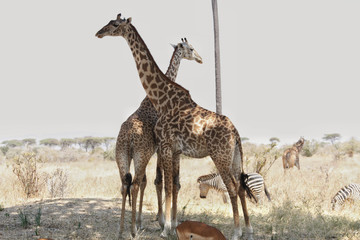 Obraz na płótnie Canvas Giraffe in Ruaha National Park, Tanzania