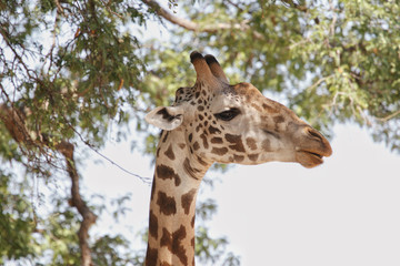 Giraffe in Ruaha National Park, Tanzania