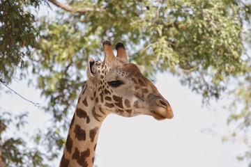 Obraz premium Giraffe in Ruaha National Park, Tanzania