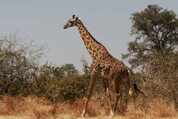 Giraffe in Ruaha National Park, Tanzania