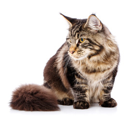 Animal, cat, pet concept - mainecoon