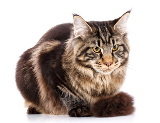 Animal, cat, pet concept - mainecoon