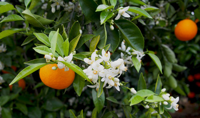 Valencian orange and orange blossoms. Spain.Spring
