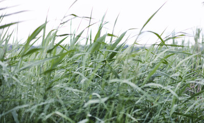 Landscape is summer. Green trees and grass in a countryside land