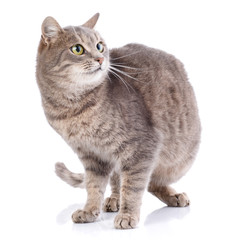 Playing gray cat. Isolated on white