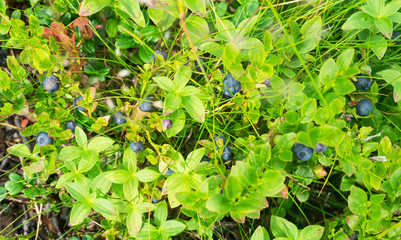 Ripe blueberries on a bush