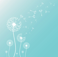 Naklejki  Dandelion dmuchanie sylwetka z latającymi pąkami mniszka lekarskiego. Ilustracja wektorowa