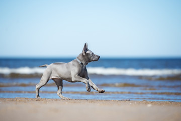thai ridgeback puppy running on a beach
