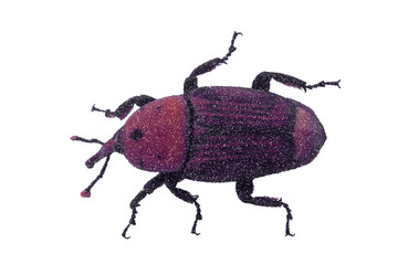 Weevil. Isolated on white background. Vector illustration.