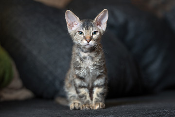 adorable tabby kitten posing indoors