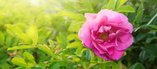 Beautiful pink rose in a garden.