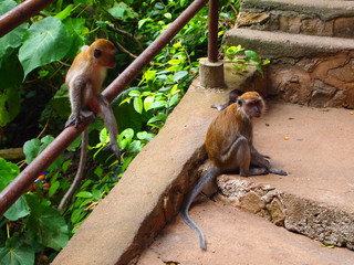 Macaques in Malaysia