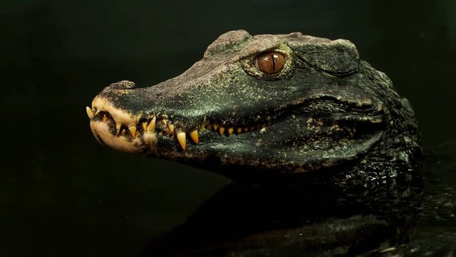Close up view of the head of a crocodile (Paleosuchus palpebrosus). Dwarf Caiman.