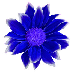 Fototapeta premium Flower dark blue white Chrysanthemum isolated on white background. Close-up. Element of design.