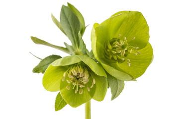 Blossoming fresh green hellebore with leafs isolated on white (Helleborus odorus)