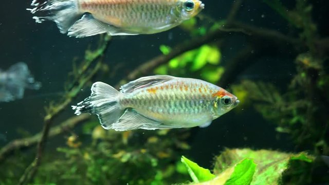 Congo tetra, (Phenacogrammus interruptus) fish in the aquarium