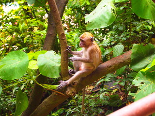 Fototapeta premium monkey in tree