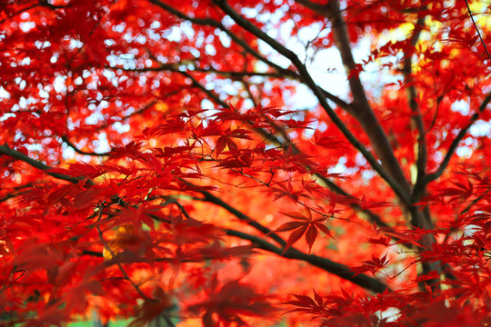 Bright Japanese maple or Acer palmatum leaves on the autumn garden