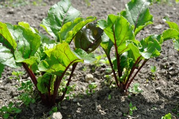 beetroot in a vegetable patch