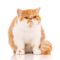 Beautiful, purebred cat. Kitten - portrait of Exotic cat