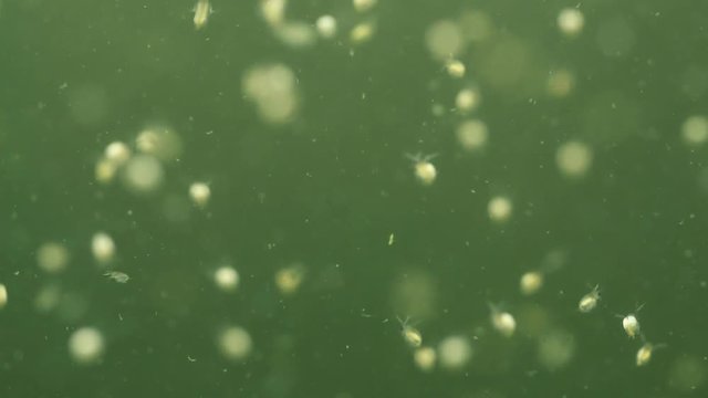Plankton is under water. Daphnia moyna