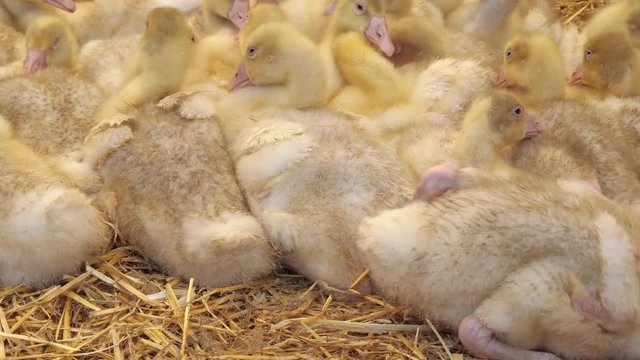 Young ducklings at the poultry farm, breeding and farming
