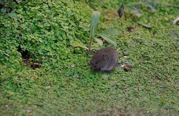 voles in a garden