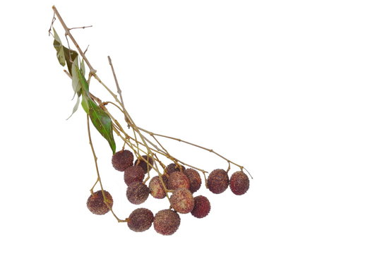 lychee tropical fruit on branch in white background