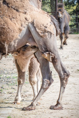 Baby camel sucking on mother’s udder or breast.