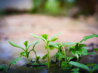 Young watermelon plant in farm.