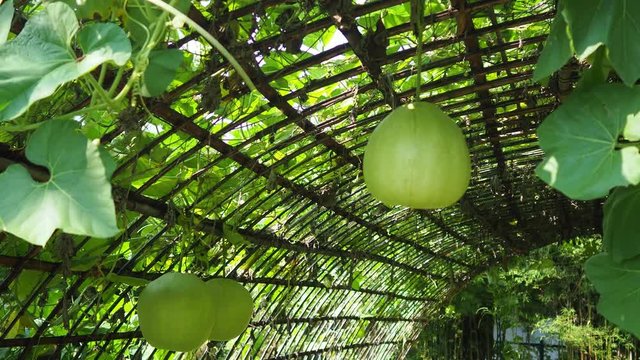 Winter melon.