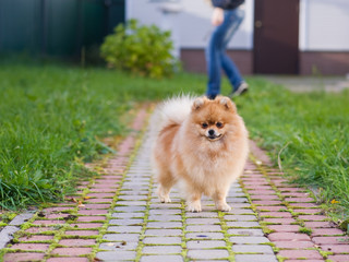 Fluffy Red Pomeranian spitz dog. Cute puppy.