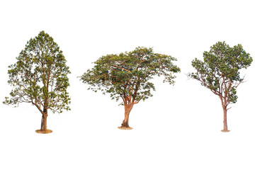 Trees Collection. Fresh and green tropical and garden tree isolated on a white background for world earth day concept.