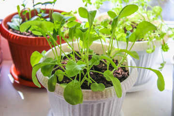 The rucola plant grows on the window in the container.