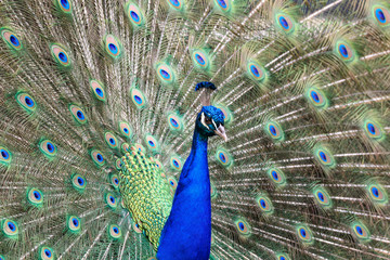 Naklejka premium pavone maschio (Pavo cristatus)