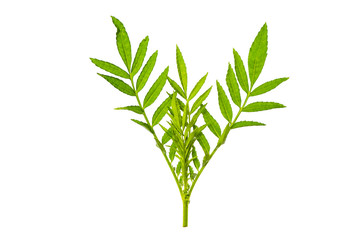 Fototapeta premium Fresh and green tropical and garden tree leaf texture. Green leaves isolated on a white background for world earth day concept.