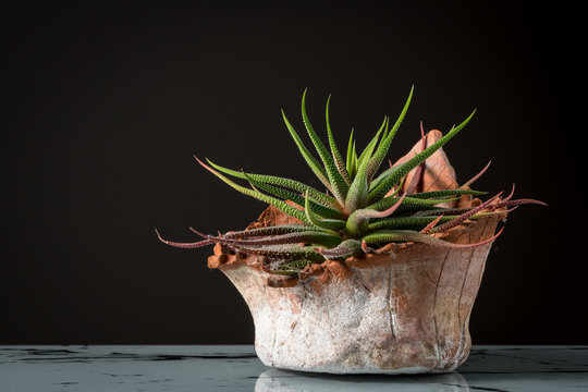 A succulent plant in a terracotta plant pot