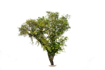 Obraz premium Fresh and green tropical and garden tree isolated on a white background for world earth day concept.