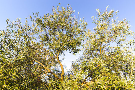 olive tree  grove