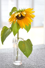 Sonnenblume in einer durchsichtigen Vase