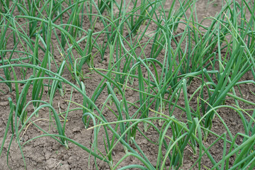 green leaves of onion. Organic food.