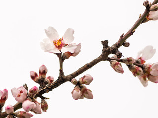 A cherry tree in early spring in Austria