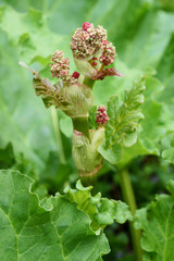 Rhubarb plant