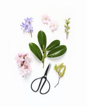 Spring botanical floral composition. Pink Japanese cherry blossoms, blue scilla flowers and evergreen English laurel branch with black vintage scissors on white wooden background. Styled stock photo