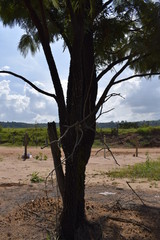 Obraz premium Silhueta de árvore sozinhas no campo